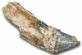 Fossil Titanothere (Megacerops) Canine Tooth - Nebraska #281722-1